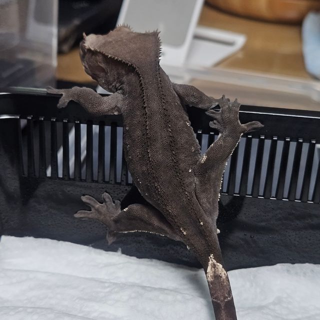 패턴리스 아잔틱