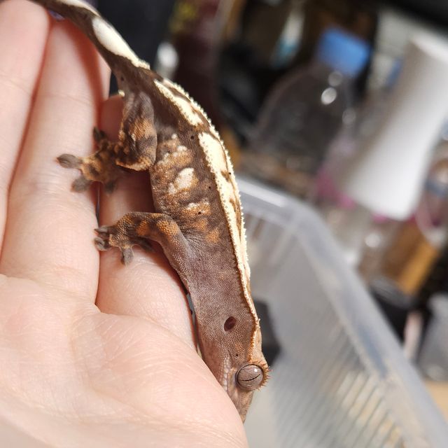 세이블