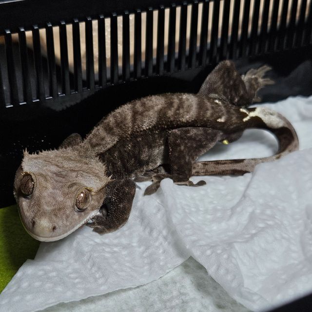 챠콜 카푸치노