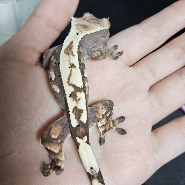 세이블