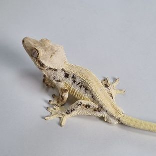 풀X라