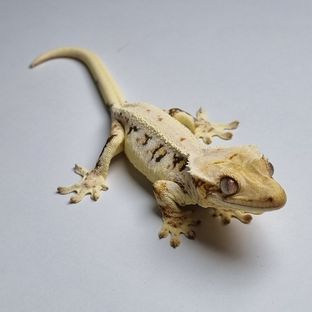 풀X라