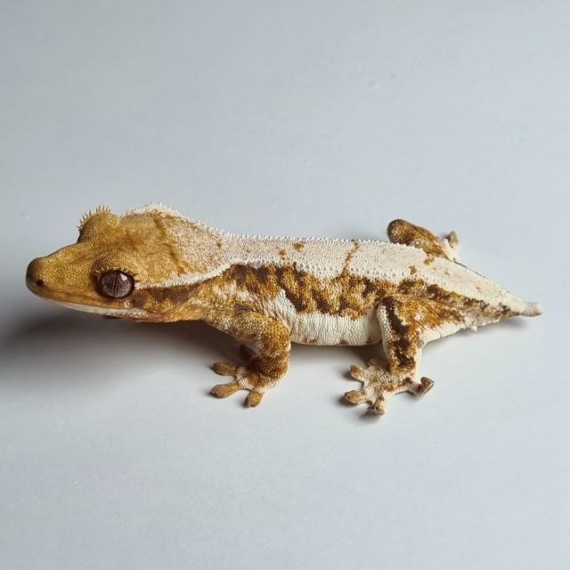 릴리화이트 트라이
