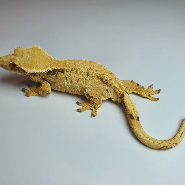 노멀 패턴리스