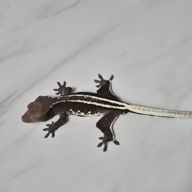 릴잔틱