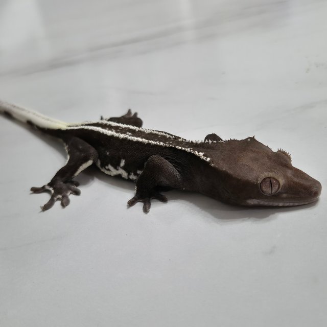 릴잔틱