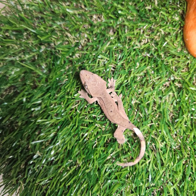 바이 레드 노멀