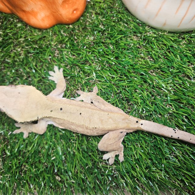 노멀 바이 달마시안 레드