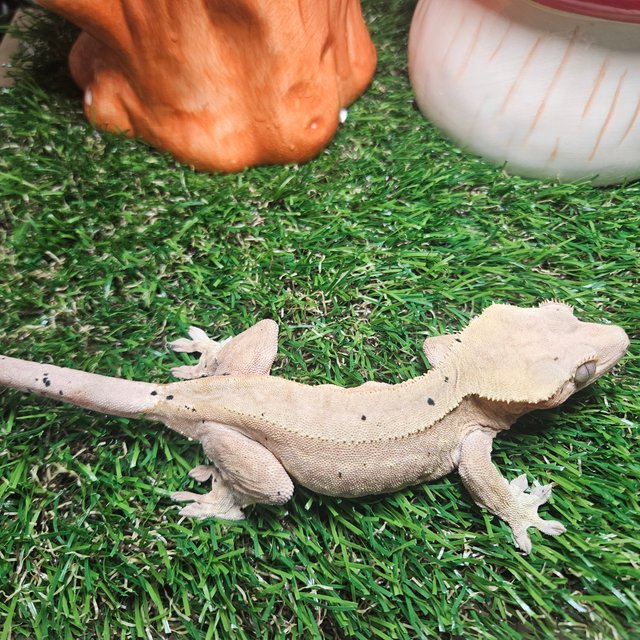 노멀 바이 달마시안 레드