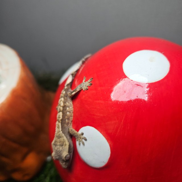 노멀 릴리화이트 트라이