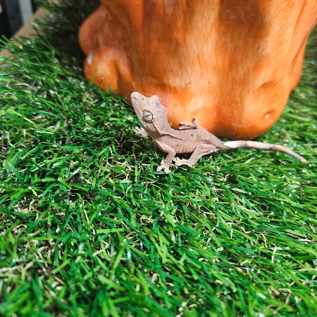 바이 레드 노멀