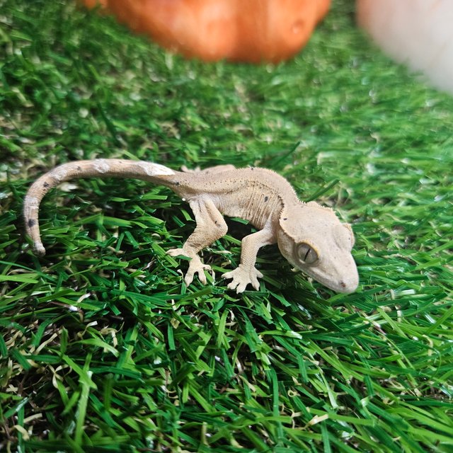 노멀 바이 레드