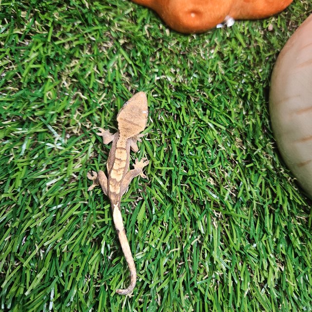 노멀 릴리화이트