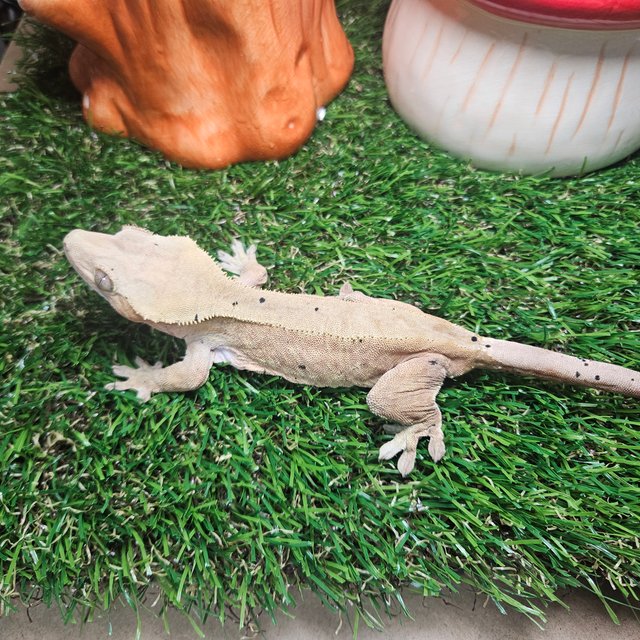 노멀 바이 달마시안 레드