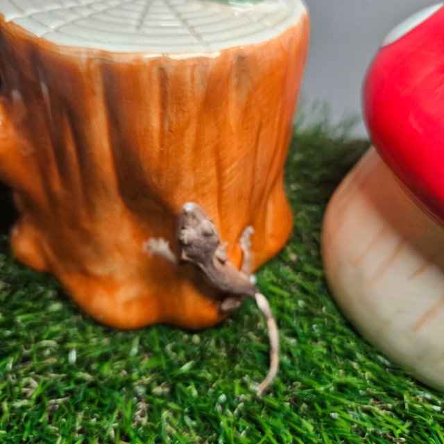 노멀 바이 레드