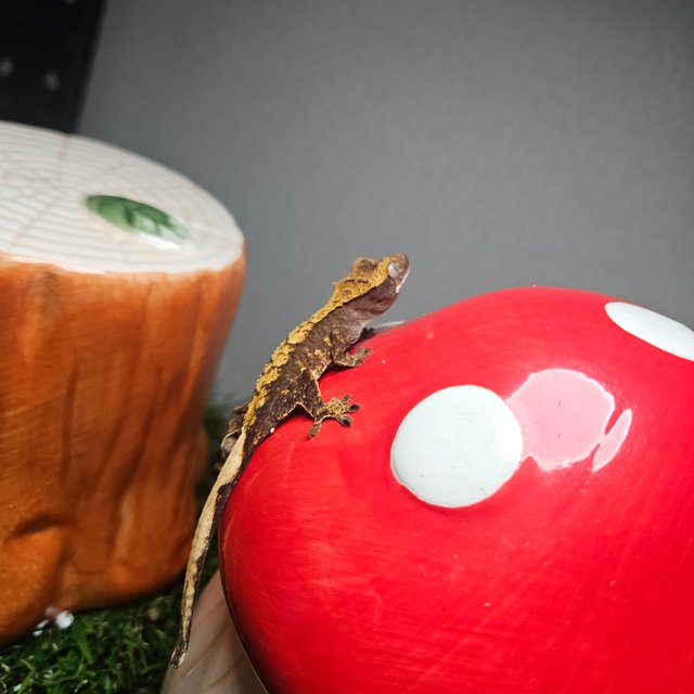 노멀 트라이 할리퀸