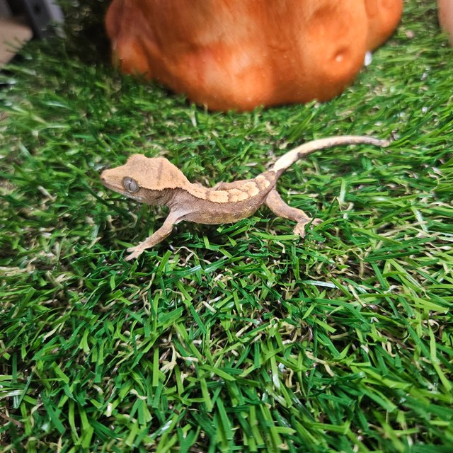 노멀 릴리화이트