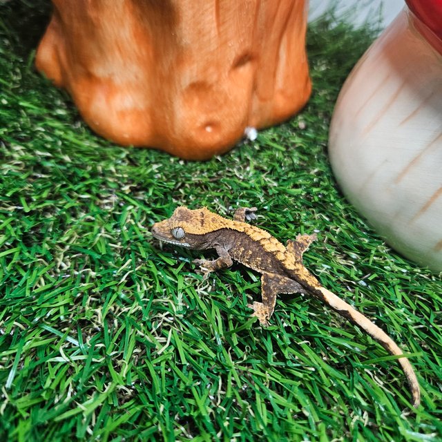 노멀 트라이 할리퀸