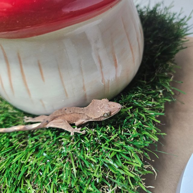 바이 레드 노멀