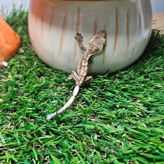 노멀 릴리화이트 트라이