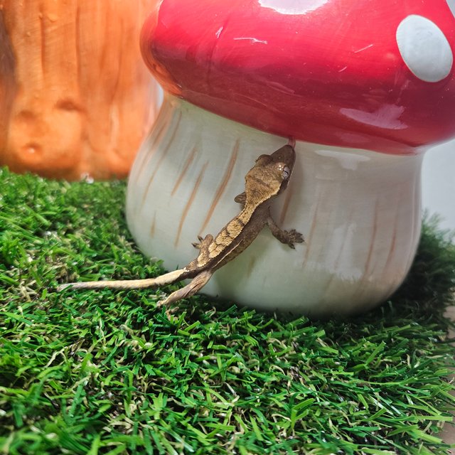 노멀 릴리화이트