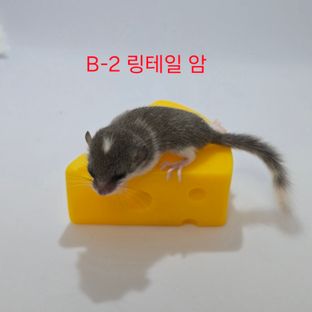 링테일