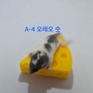 오레오