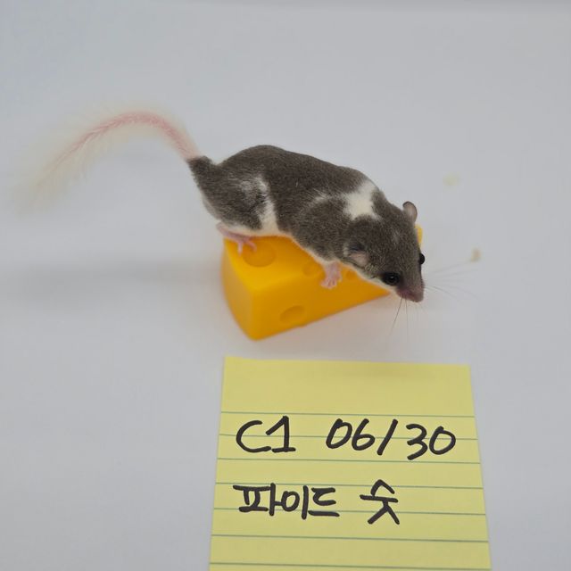 파이드