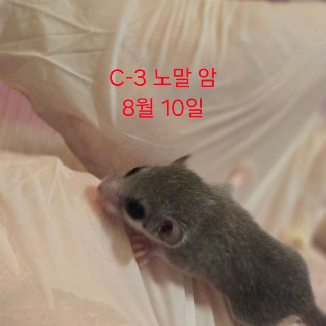 노말