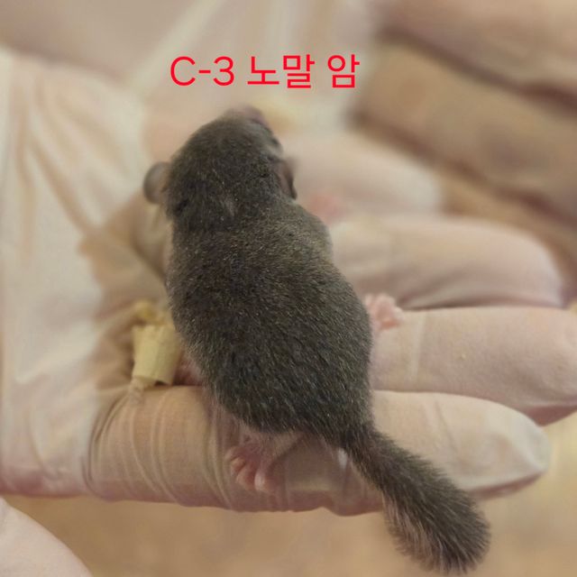 노말