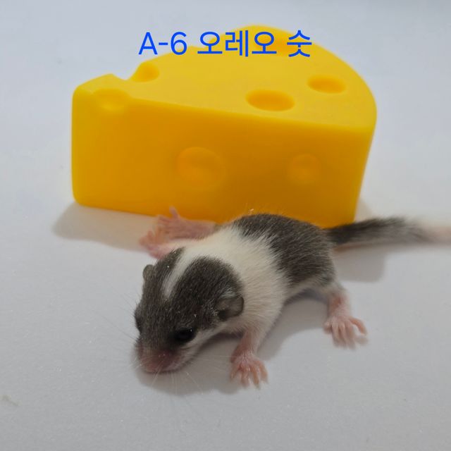 오레오