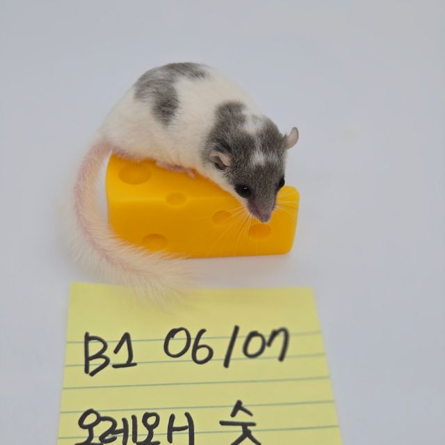 달마시안 오레오