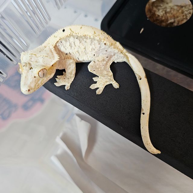익스트림할리퀸