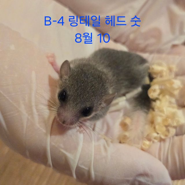링테일 헤드스팟