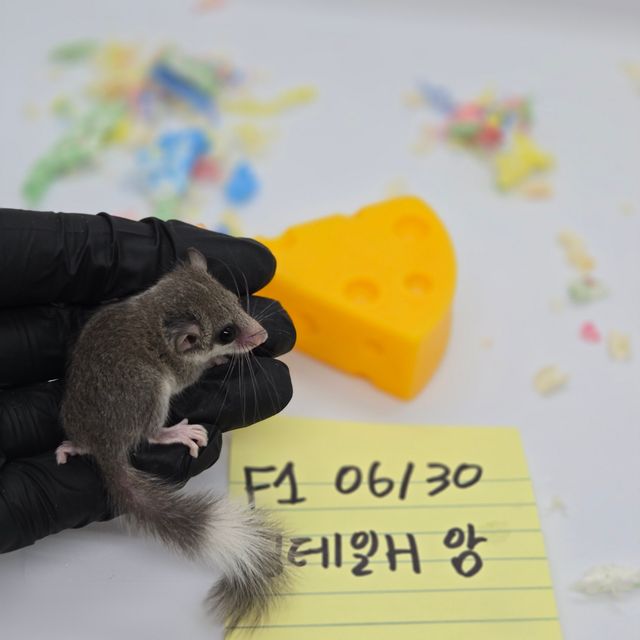 링테일