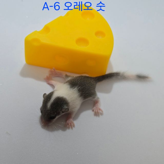 오레오