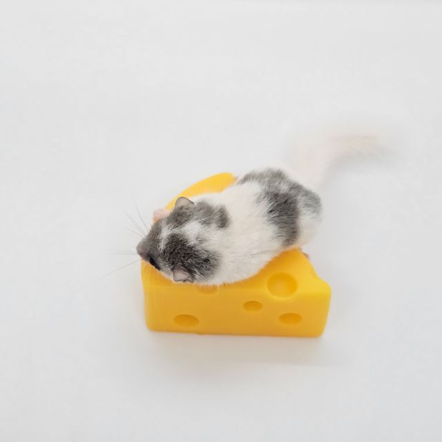 달마시안 오레오