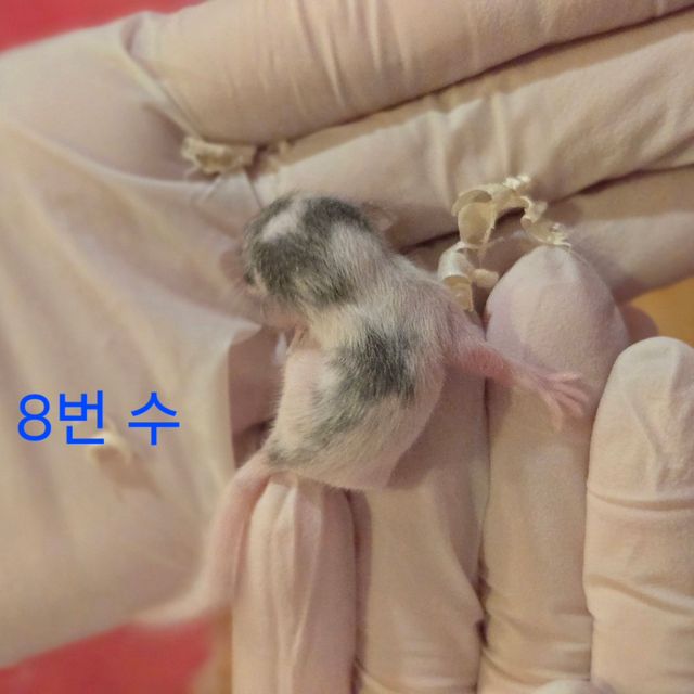 달마시안