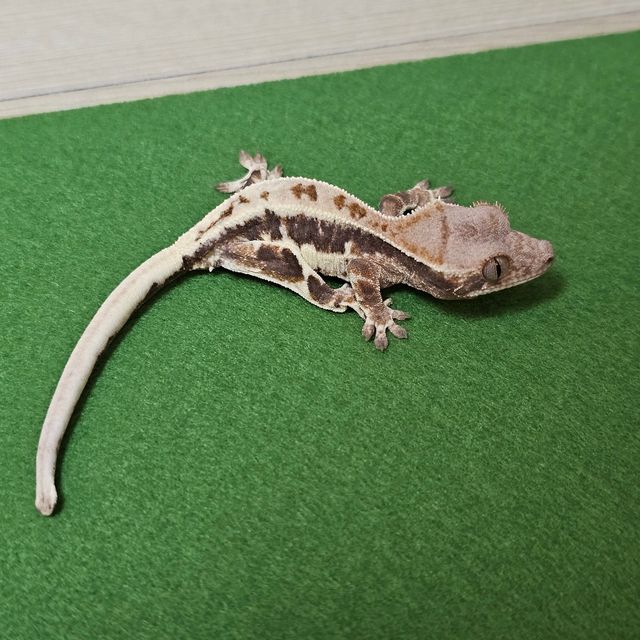프라푸치노