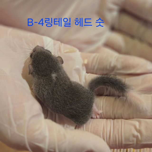 링테일 헤드스팟