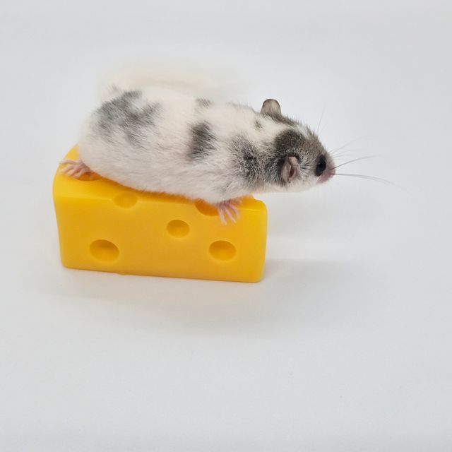 달마시안