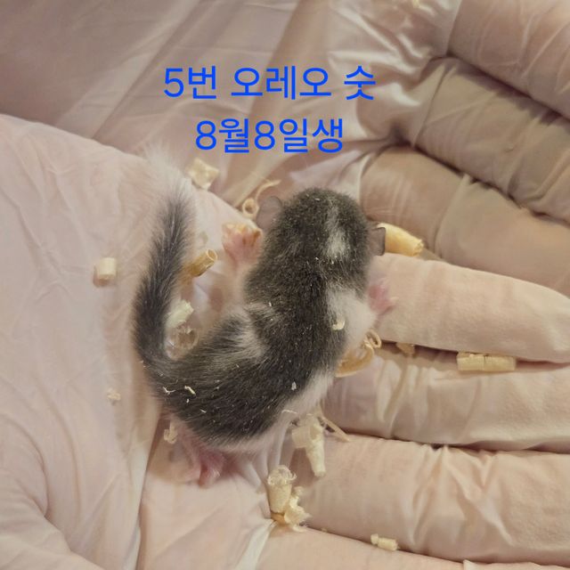오레오