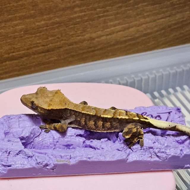 카푸치노