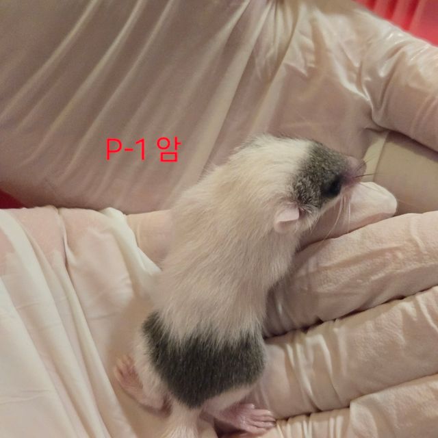 오레오
