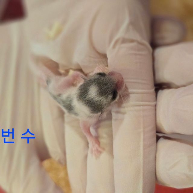 달마시안