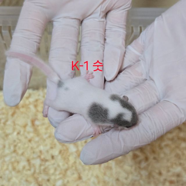 마스크 오레오