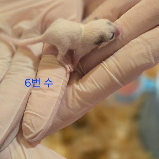 하이 화이트