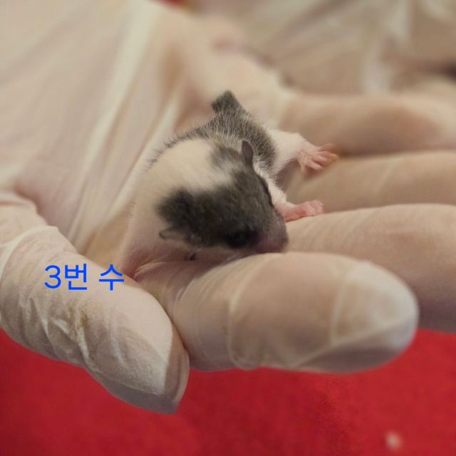 오레오