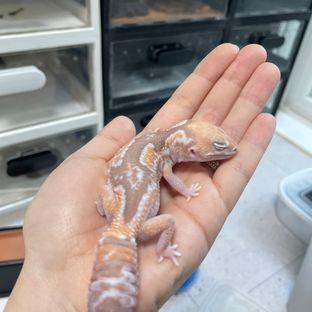 카라멜 줄루 헷 오레오