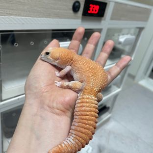 아멜라니스틱 패턴리스